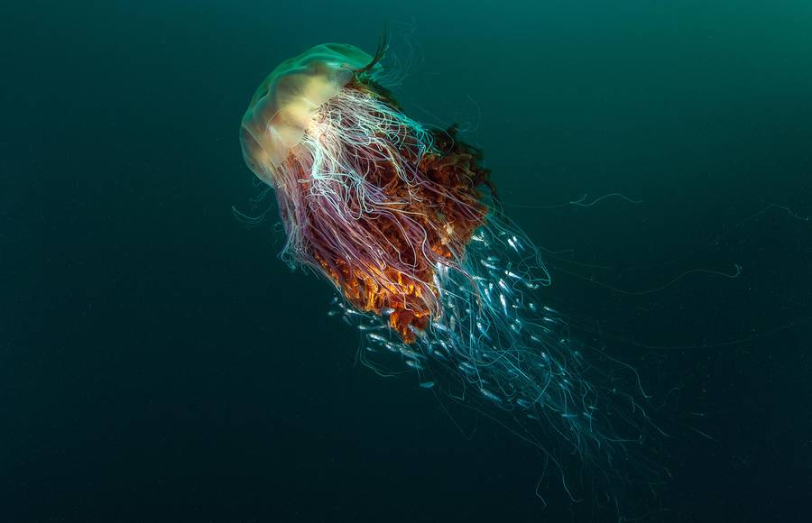 Winners of the 2016 British Wildlife Photography Awards