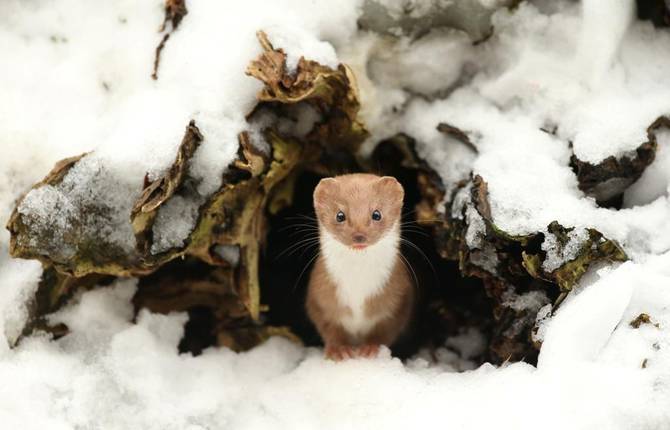 Winners of the 2016 British Wildlife Photography Awards