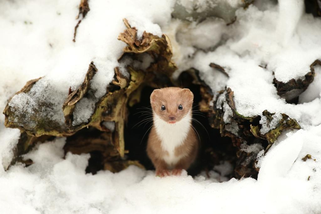 britishwildlifeawards20161