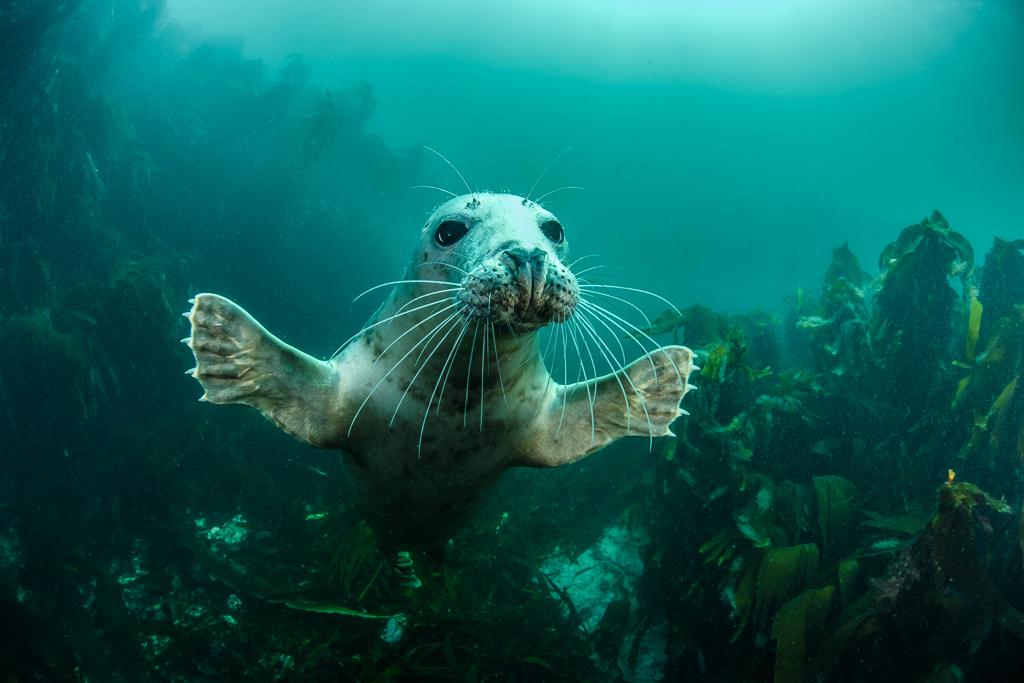 britishwildlifeawards20163