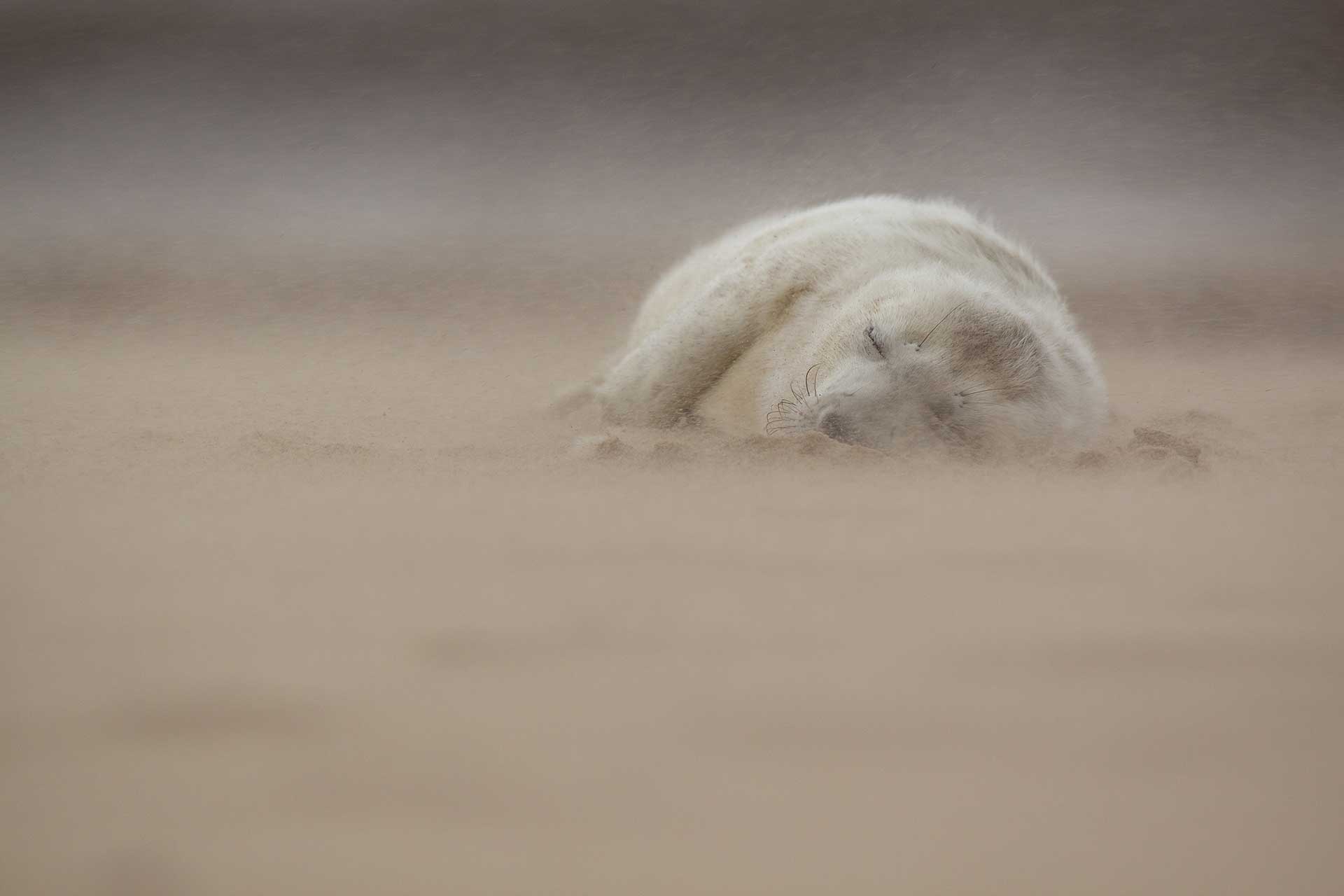 britishwildlifeawards20164