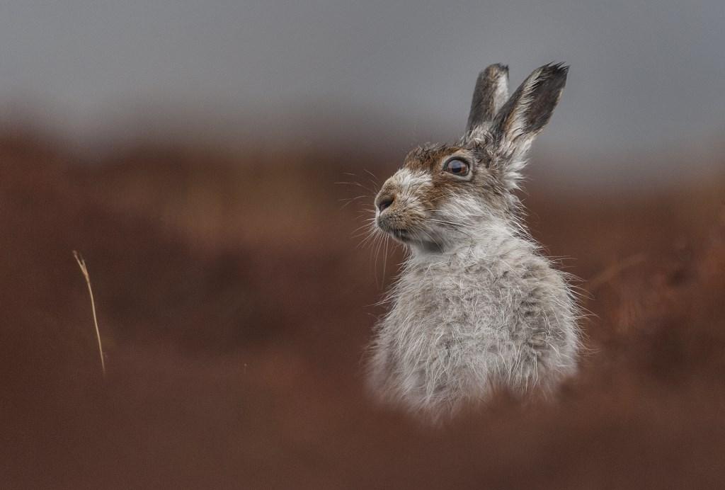 britishwildlifeawards20166