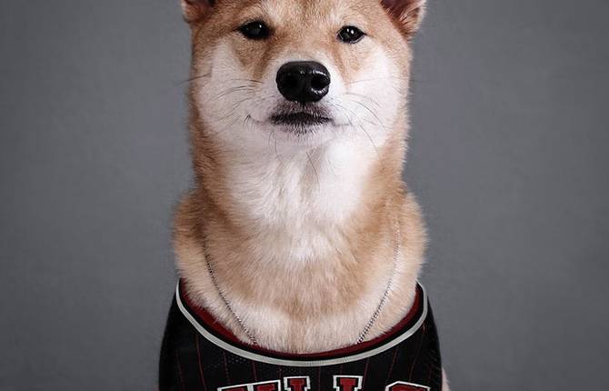 Funny and Elegant Dog Dressed as a Man