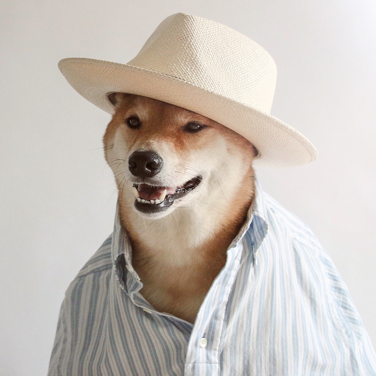 dogdressedlikeaman2