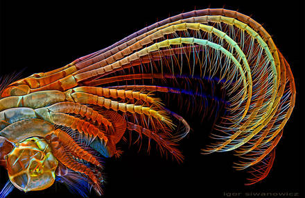 Tiny Creatures Details Pictured with a Laser-Scanning Microscope by Igor