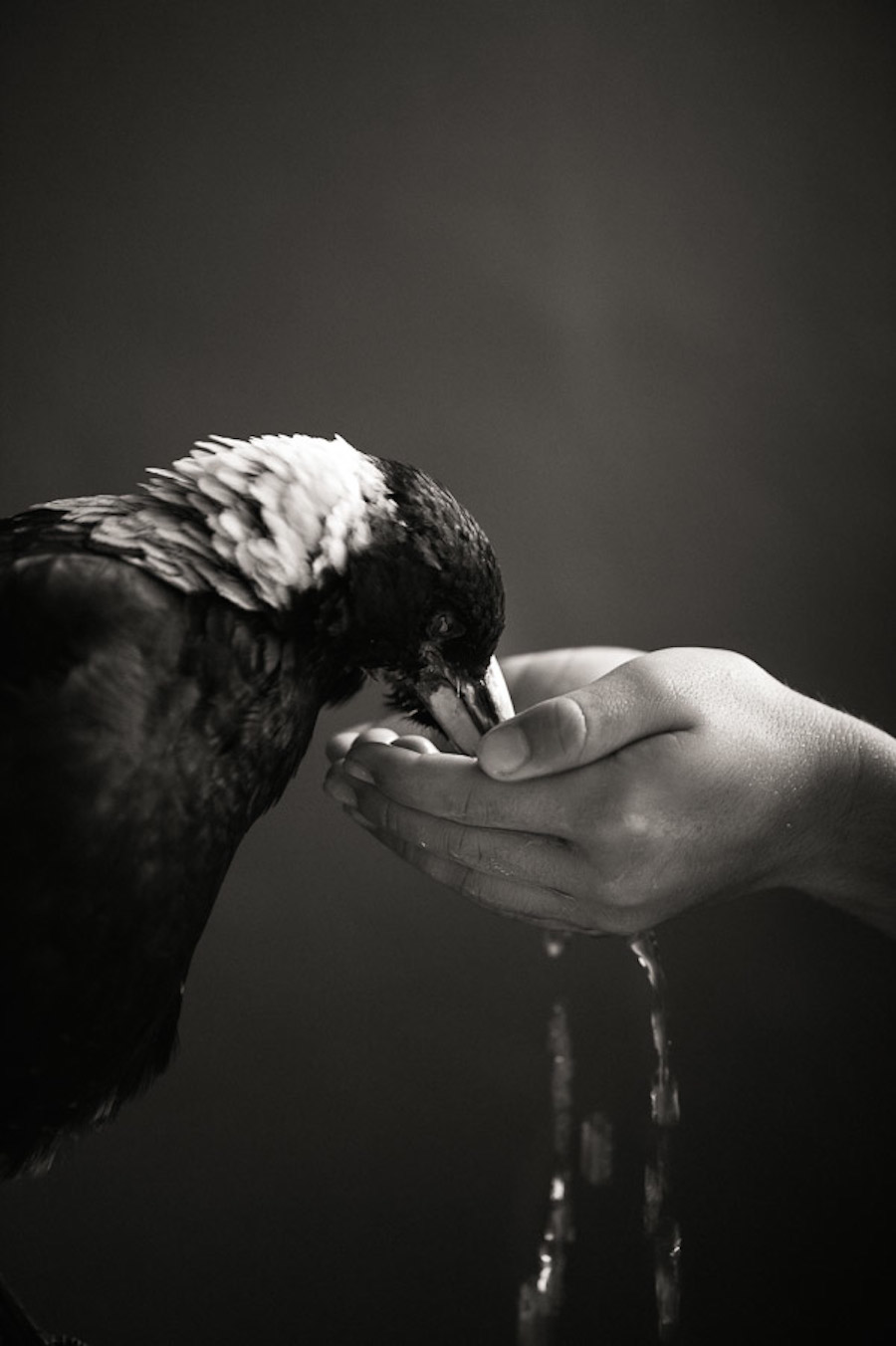 Nice Pictures of a Boy with a Tamed Magpie-11