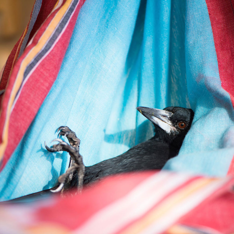 Nice Pictures of a Boy with a Tamed Magpie-14