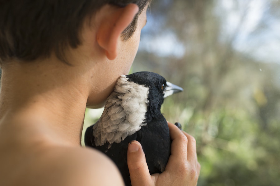Nice Pictures of a Boy with a Tamed Magpie-2