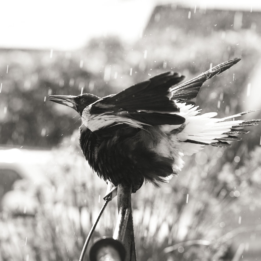 Nice Pictures of a Boy with a Tamed Magpie-5