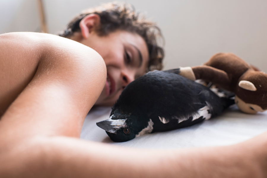 Nice Pictures of a Boy with a Tamed Magpie-6