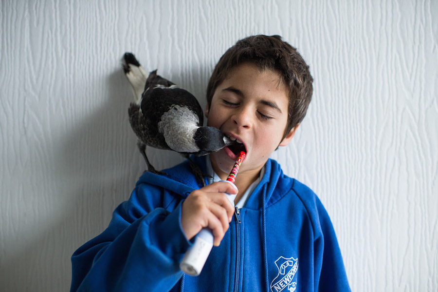 Nice Pictures of a Boy with a Tamed Magpie-8
