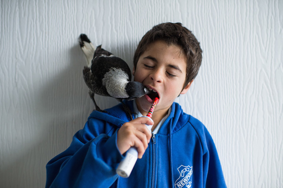 Nice Pictures of a Boy with a Tamed Magpie-8