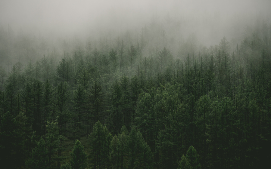 Foggy Forest