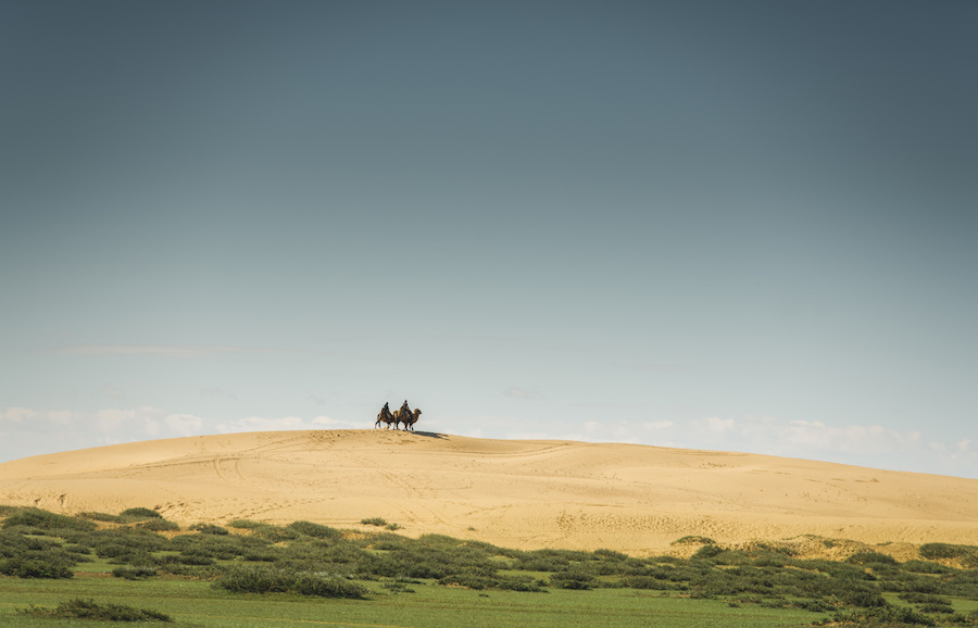 Desert Camels