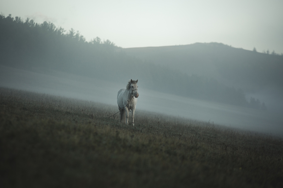 Horse In The Mist