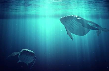 Touching Short Movie for the Wildlife Conservation Film Festival
