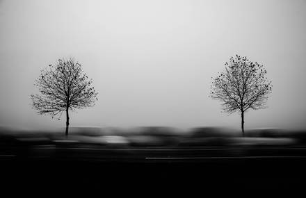 Foggy Black and White Landscapes