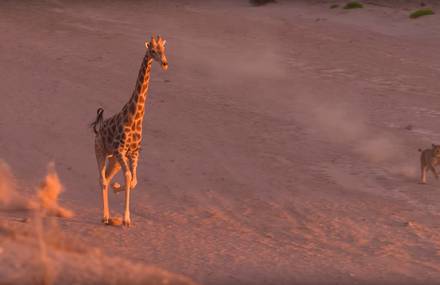 Planet Earth II: Official Extended Trailer