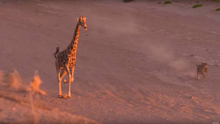 Planet Earth II: Official Extended Trailer