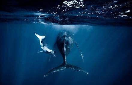 Splendid Pictures of Newborn Whales in the South Pacific