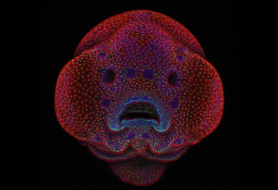 nikonsmallworld1