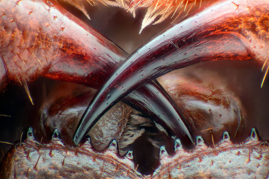 nikonsmallworld13