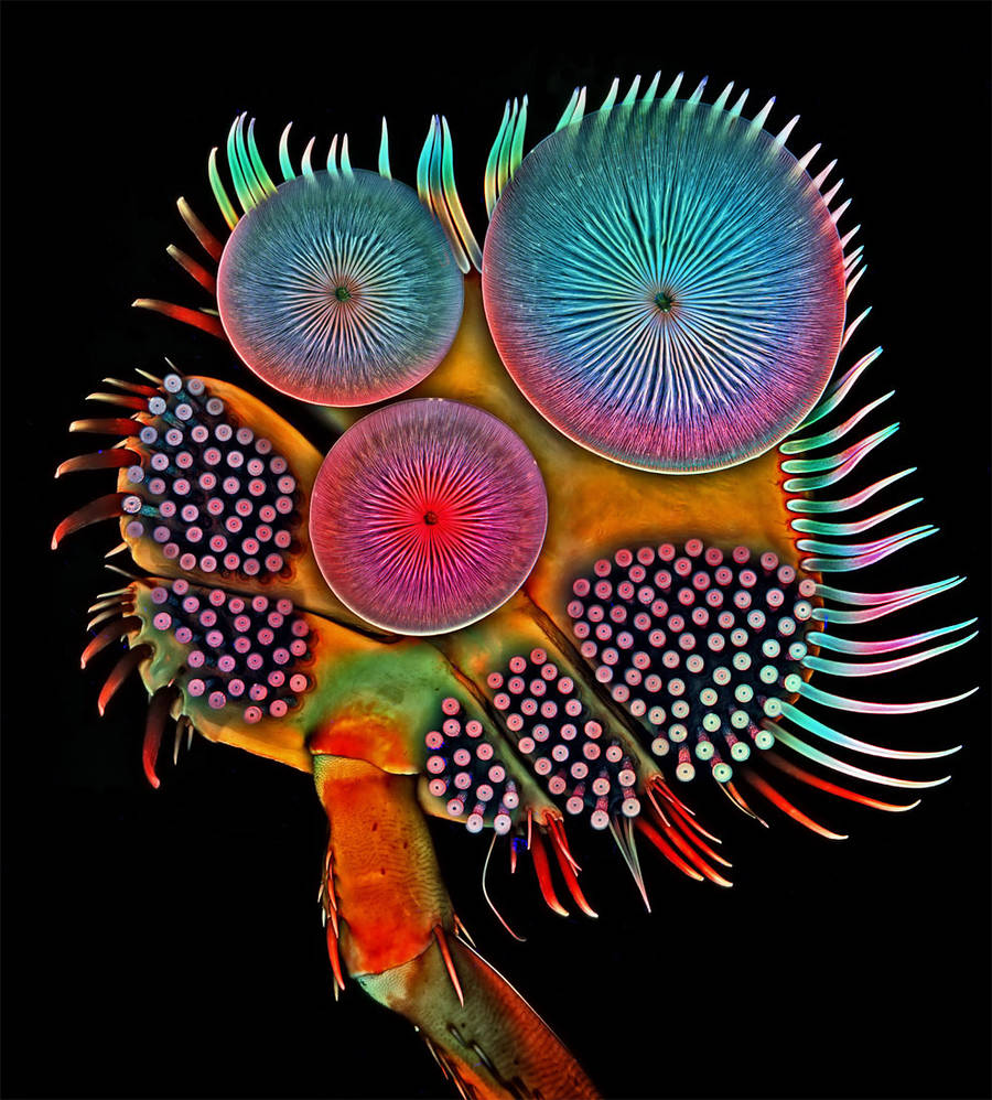 nikonsmallworld5