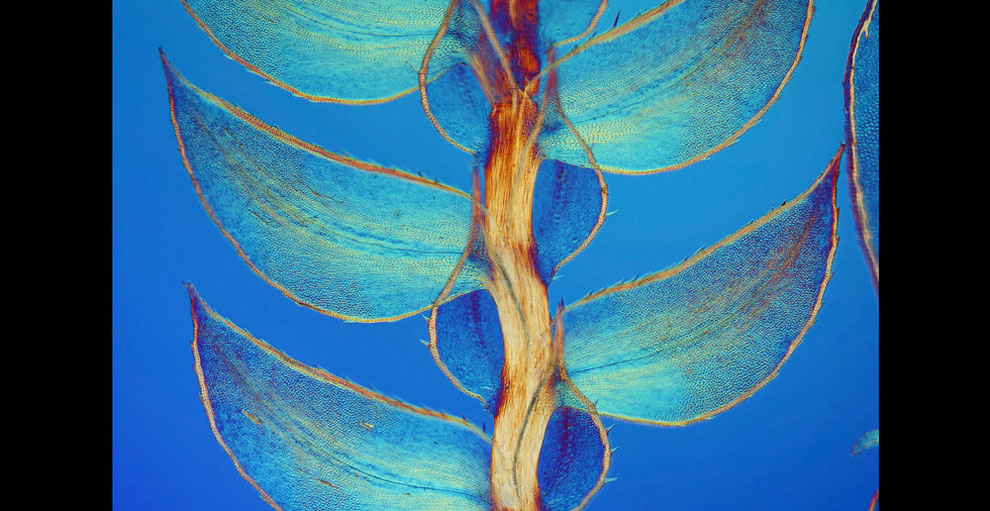 nikonsmallworld7