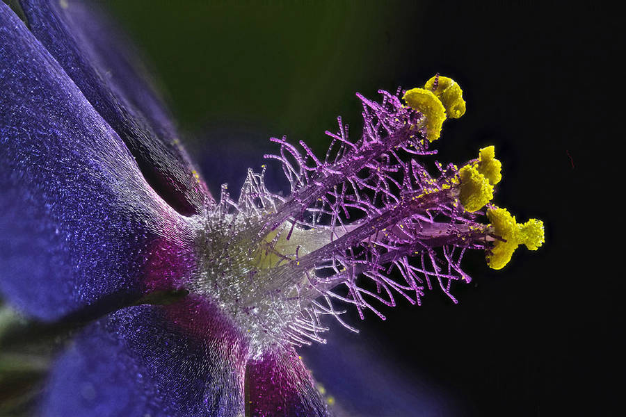 nikonsmallworld8