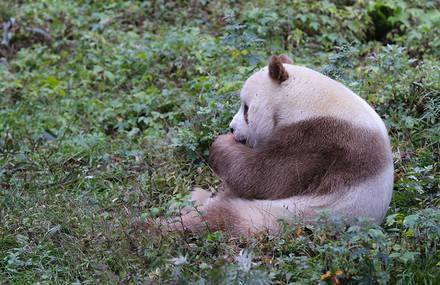 Amazing Pictures of the World’s Only Brown Panda