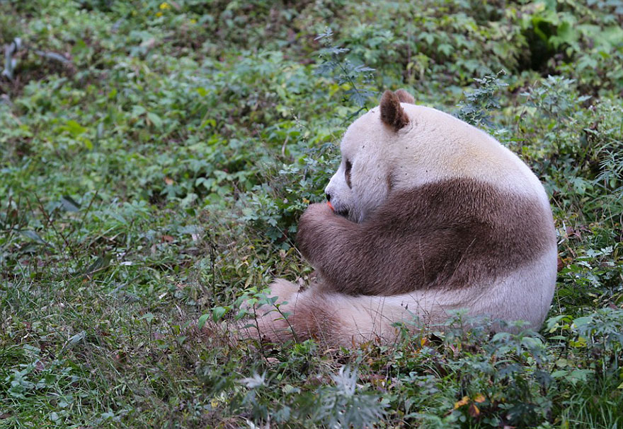 qizai panda1