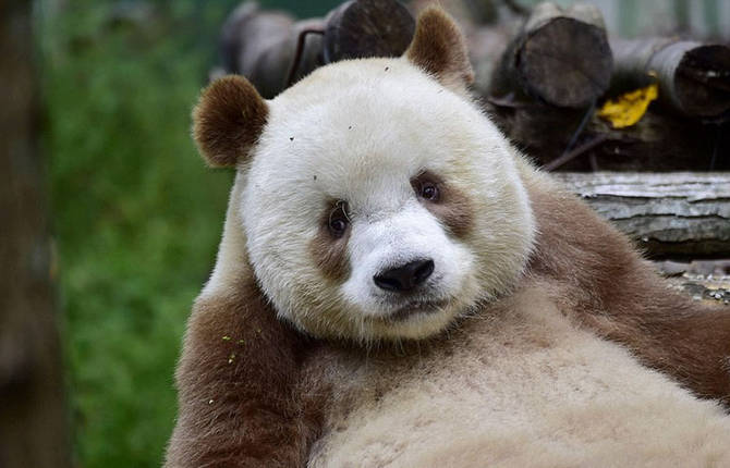 Amazing Pictures of the World’s Only Brown Panda