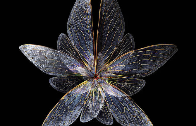 Rare Butterfly Specimens Documented through Splendid Digital Montages