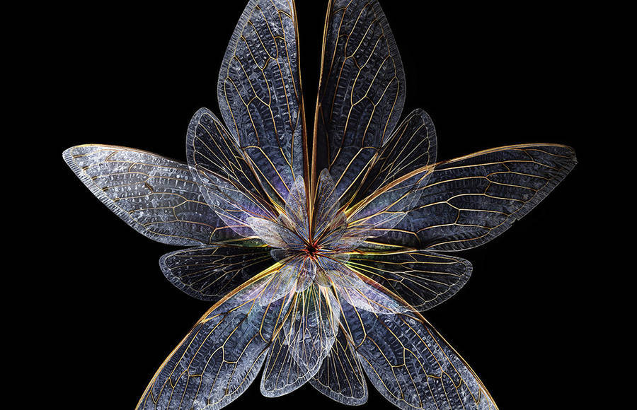 Rare Butterfly Specimens Documented through Splendid Digital Montages