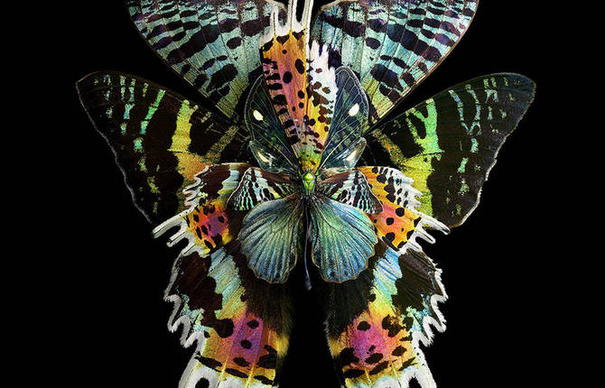Rare Butterfly Specimens Documented through Splendid Digital Montages