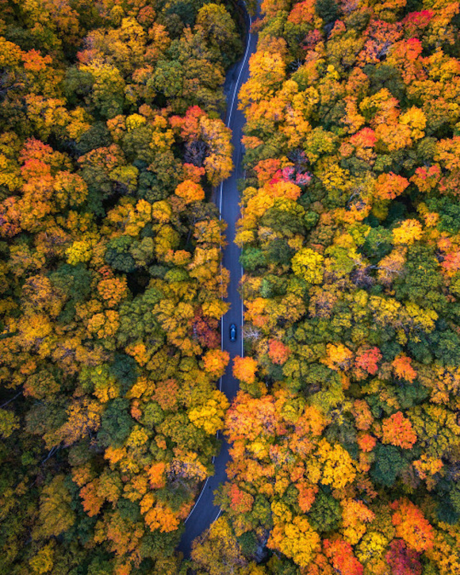 Невероятная осень. Лес вид сверху. Осенний лес вид сверху. Разноцветное дерево. Осень вид сверху.