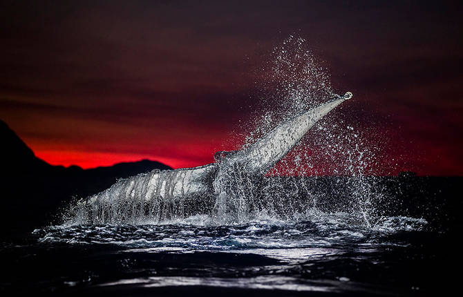 Magic Arctic Whales Photographs by Audun Rikarsen