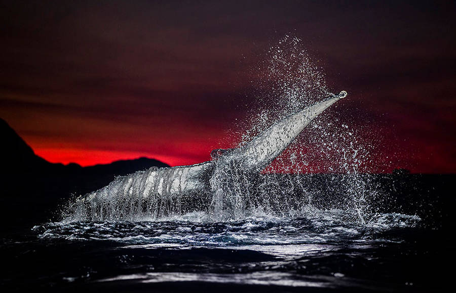 Magic Arctic Whales Photographs by Audun Rikarsen
