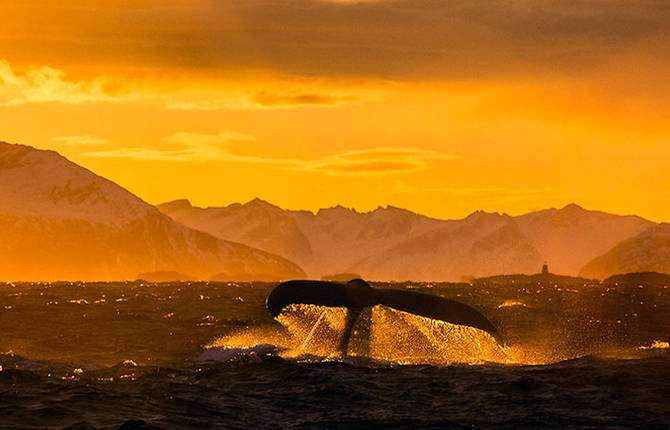Magic Arctic Whales Photographs by Audun Rikarsen