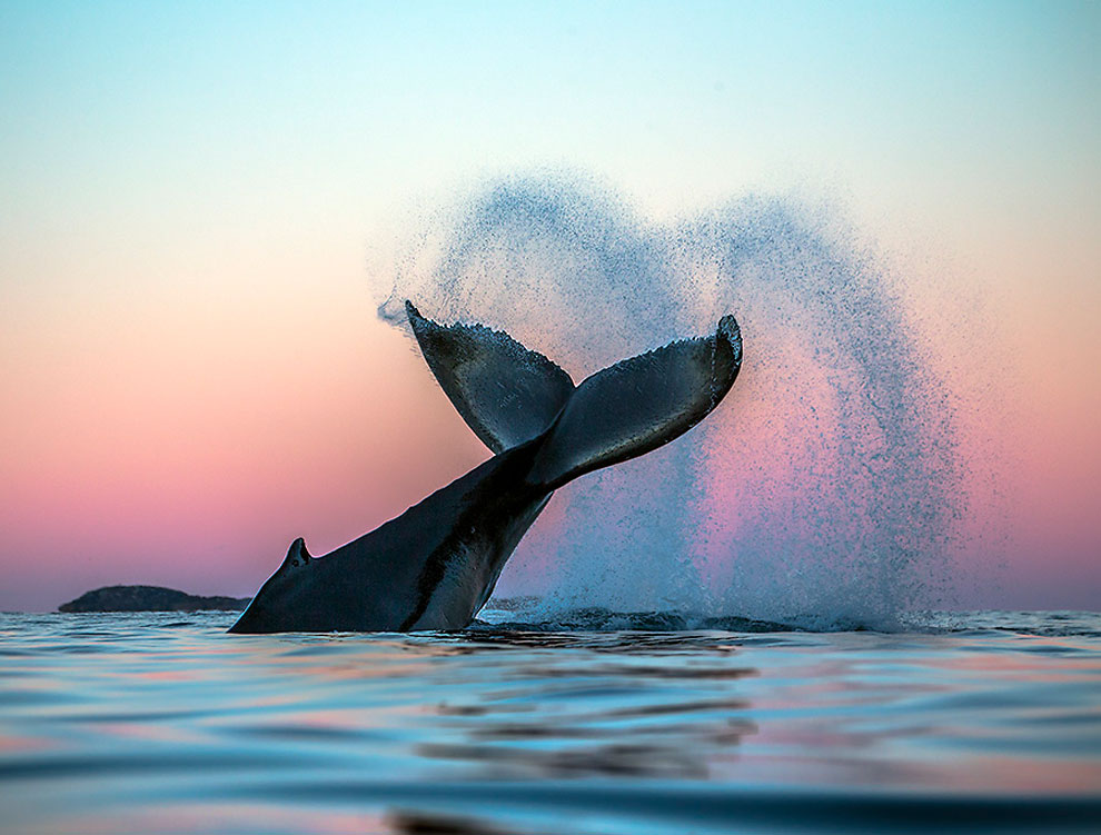 Magic Arctic Whales Photographs by Audun Rikarsen.