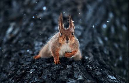 Captivating Animal Portraits by Sergey Polyushko