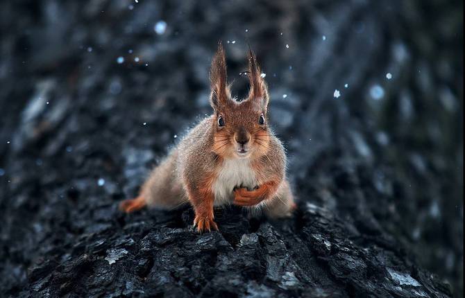 Captivating Animal Portraits by Sergey Polyushko
