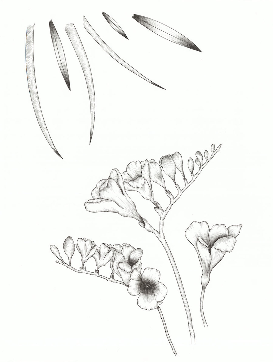 Delicate Drawing Compositions with Flowers-3