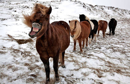 Impressive Wild Horses Photographs