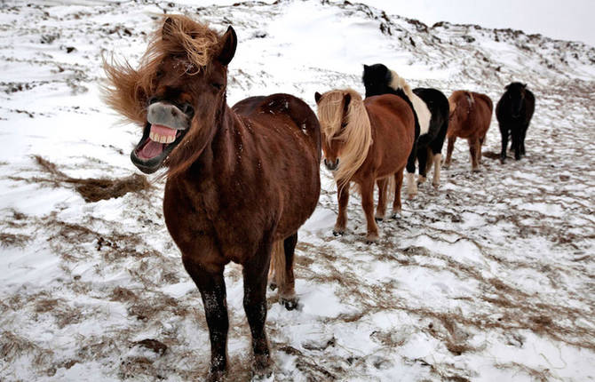 Impressive Wild Horses Photographs