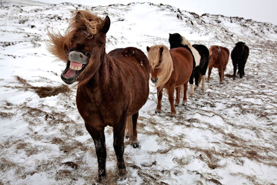 Horses 1