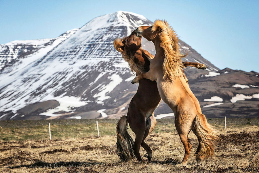 Horses 10