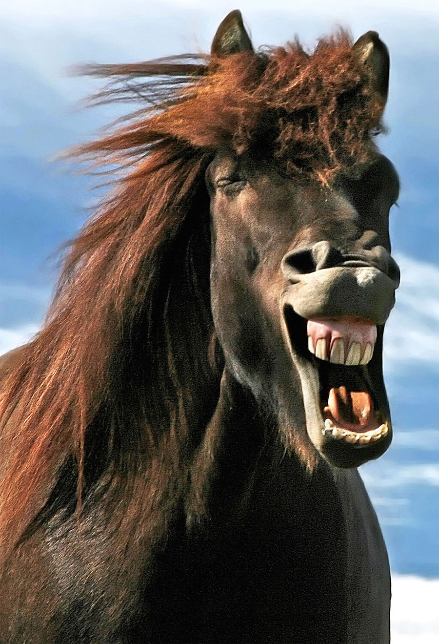 Horses 11