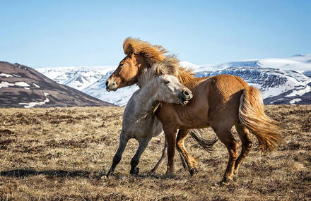 Impressive Wild Horses Photographs