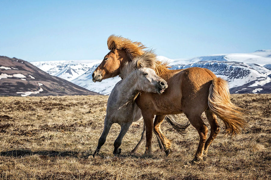 Horses 2